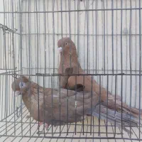 کبوتر چشم نوک سفید|پرنده|بندرعباس, |دیوار