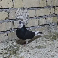 کبوتر|پرنده|مرودشت, دولت آباد|دیوار