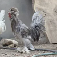 خروس سلطان|حیوانات مزرعه|لامرد, |دیوار