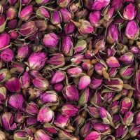 فروش گل محمدی