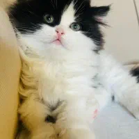 گربه|گربه|بانه, |دیوار