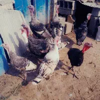 فروش هشتر خان|حیوانات مزرعه|تالش, جوکندان|دیوار