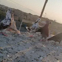 کفتر  پشت دری کشتنی   ۳جفت|پرنده|آران و بیدگل, |دیوار