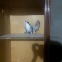 سینه سفید و سرول