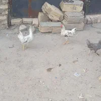 جوجه گلین ۶ماه قمت ۸۰۰تومن تخفیف دار