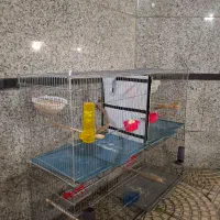 قفس جوجه پران|لوازم جانبی حیوانات|ارومیه, |دیوار