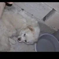 پاپی