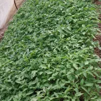 گوجه فرنگی متین