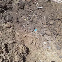 پین حیوانی پوسیده