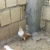 پرستویی|حیوانات|ایذه, |دیوار