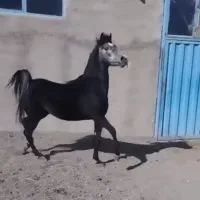 کیان نریان نجیب، سواری دار مجلسی بدون اخلاق بد|اسب و تجهیزات اسبسواری|خوانسار, |دیوار