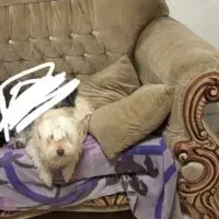 سگ گمشده|حیوانات|نیشابور, فضل|دیوار