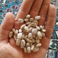 لوبیا چیتی درجه یک