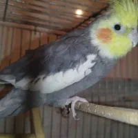 عروس هلندی|پرنده|سمنان, |دیوار