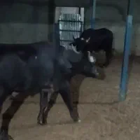 گوساله نر پرواری درجه یک سالم|حیوانات مزرعه|الیگودرز, |دیوار