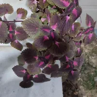 گل حسن یوسف و شمعدونی