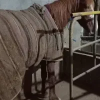 اسب کرد باری و سواری|اسب و تجهیزات اسب‌سواری|رحیم‌آباد, |دیوار