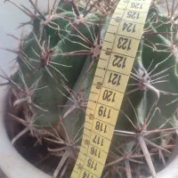 گل کاکتوس شمعدانی ختمی الوورا آگاو|گل و گیاه طبیعی|خوی, |دیوار