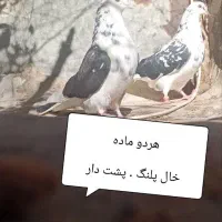 تعداد چهار عدد کفتر صاف و کشیده