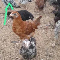 جوجه های گلپایگانی|حیوانات مزرعه|رودسر, |دیوار