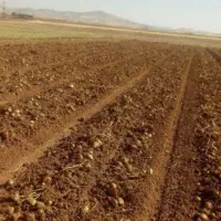 فروش زمین به متراژ بیستو پنج هزار متر