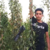 نهال آلو و هلو|خدمات باغبانی و درختکاری|نیشابور, بلوار گلها|دیوار