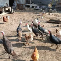 بوقلمون برنز|حیوانات مزرعه|لنگرود, |دیوار