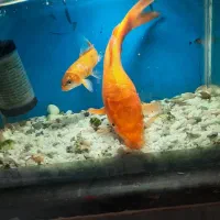 ماهی کوی بزرگ و کوچک|ماهی|مرودشت, بیست متری بیمارستان|دیوار