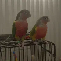 گرینچیک و عروس