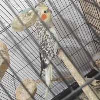 عروس هلندی بالغ|پرنده|نکا, |دیوار