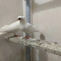 لوتی قرمزی گوز