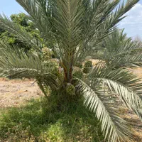 مشارکت در کاشت نخل در منطقه رودحله