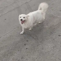 واگذاری اشپیتز|سگ|اصفهان, شاهد|دیوار