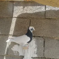 کله نرو ماده