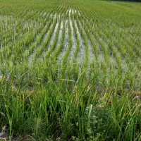 مزرعه فروشی قیمت مناسب|فروش دفتر صنعتی، کشاورزی، تجاری|شاندرمن, |دیوار