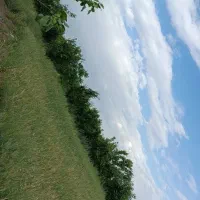زمین-کشاورزی-باغی