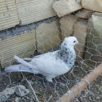 کبوتر طوقی  دوم سیاه و پولکی|پرنده|بیرجند, |دیوار