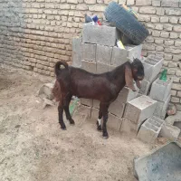 بزغاله نر چاق چاق خمیر درشت حسابی کیلویی نیست