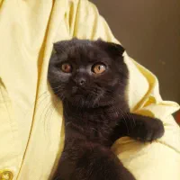 گربه اسکاتیش|گربه|کرمانشاه, |دیوار