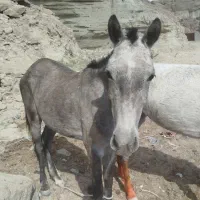 اسب خوب ارام و هنوز کوره هست سالم چابهار مادیان