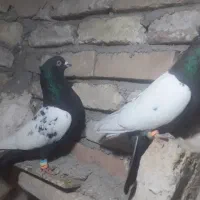 کفتر شامی ،سینه سیاه، ساده،|پرنده|جلیل آباد, |دیوار