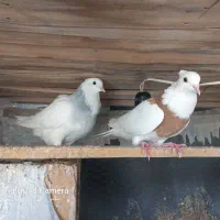 کبوتر طوقی ،یهودی ،افغان و طوطی برزیلی|پرنده|پاکدشت, خاتون آباد|دیوار