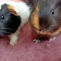 خوکچه خرگوش قفس خوکچه هندی فشن|موش و خرگوش|تهران, تهرانپارس غربی|دیوار