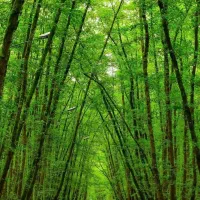 تور شمال ماسال گیلانگردی 26به 28 اذر ماه|تور و چارتر|تهران, عباسآباد|دیوار