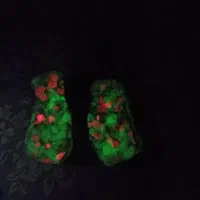 گوهر شب چراغ