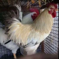 خروس ومرغ برای قربانی کردن خروس سیاه و..