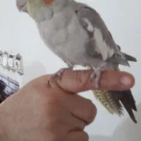 عروس هلندی|پرنده|اسدآباد, |دیوار