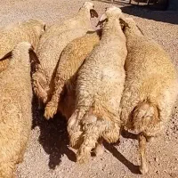 میش اصیل سنجابی پستان کرده گوسفند