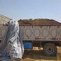 کود گوسفندی وگاوی