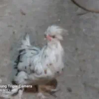 خروس مینیاتوری پاپر